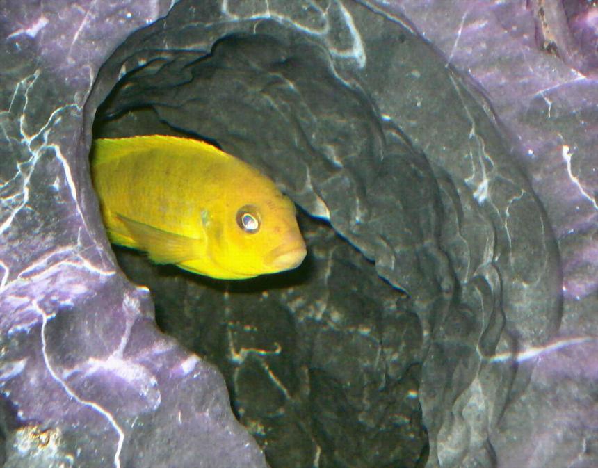 Rated #88: Freshwater Fish - Labidochromis Caeruleus - Electric Yellow Cichlid Stocking In 100 Gallons Tank - My Pseudotropheus Daktari hanging out in one of the caves