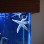 corals inverts - astropecten polycanthus - sand sifting sea star stocking in 75 gallons tank - My Sand sifting sea star