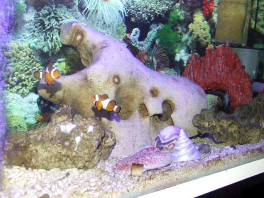 Rated #40: 15 Gallons Saltwater Fish Tank - Marine 1