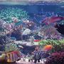 375 gallons reef tank (mostly live coral and fish) - SPS dominated tank