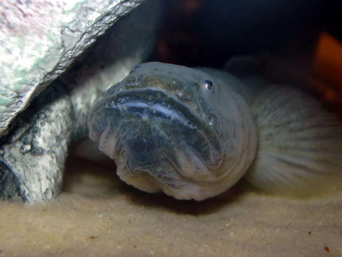 freshwater fish - gobioides broussonnetii - prehistoric dragon goby stocking in 150 gallons tank - Actually brackish.. 11.5" Violet Goby