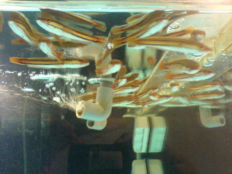 freshwater fish - channa micropeltes - giant snakehead stocking in 67 gallons tank - These are live swimming Channa micropeltes (Cuvier, 1831)
Giant Snakehead babies which are purchased at local LFS selling a couple of dollars per packet about 10pcs each. Good for gamefishing baits.