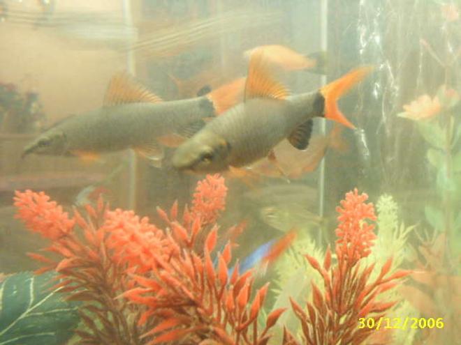 freshwater fish - epalzeorhynchos bicolor - redtail shark stocking in 10 gallons tank - red finned shark