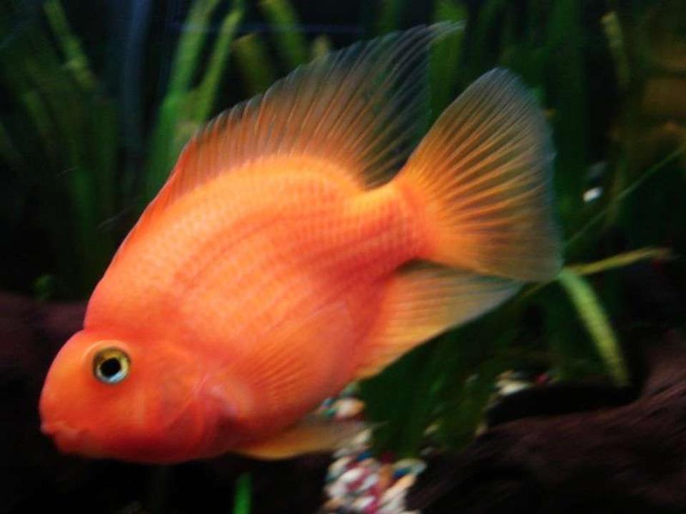 freshwater fish - heros severus x amphilophus citrinellum - blood parrot stocking in 33 gallons tank - very large parrot!!