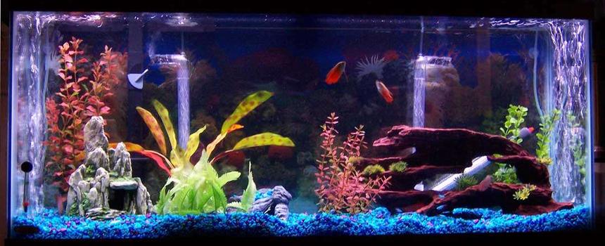 Rated #320: 55 Gallons Freshwater Fish Tank - my 55 gallon tank, its about 3 month old have some fish in there.