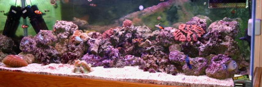 Rated #150: 180 Gallons Reef Tank - new pic finally