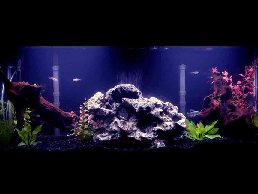 Rated #1058: 55 Gallons Freshwater Fish Tank - 55 gallon tank