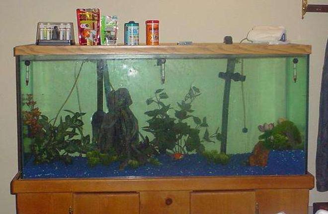 90 gallons freshwater fish tank (mostly fish and non-living decorations) - 90 gallon freshwater aquarium houses 3 happy goldies. Running a Fluval FX5 that pumps about 600 gallons per hour, which is about 300 gph less than what I should have. 2 baskets hold Biomax, and the third holds 2 filter pads from an older, established filter, and 3 water polishing pads. 2 bubble walls keep the oxygen level up, and a regular light gives them the ability to not bump into the sides.