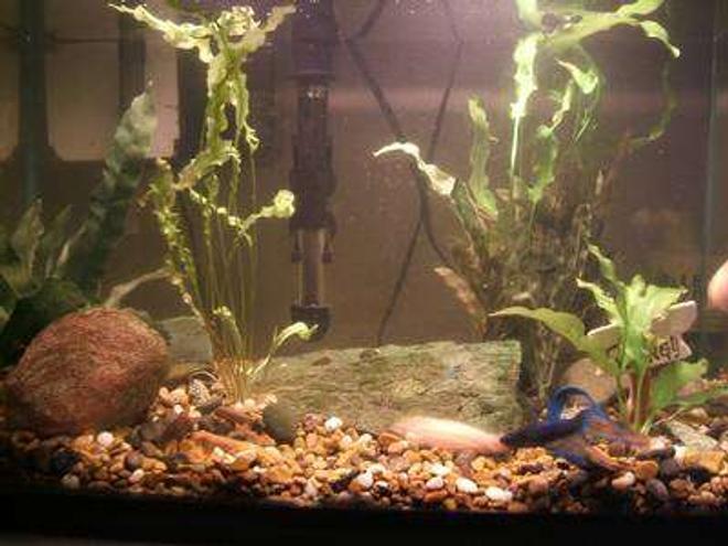 10 gallons freshwater fish tank (mostly fish and non-living decorations) - Real bettas don't live in jars.