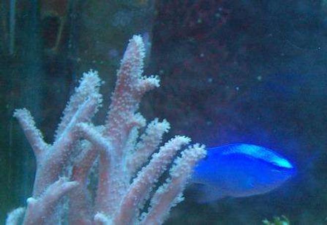 saltwater fish - chrysyptera taupou - blue devil damselfish stocking in 10 gallons tank - Blue damsel