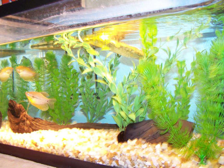 Rated #3710: 10 Gallons Freshwater Fish Tank - I have a 10 gallon tank that has a pleco a turtle and 2 gourmies in it. Also there is some driftwood.