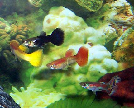 freshwater fish - poecilia reticulata - blue delta guppy stocking in 55 gallons tank - guppies