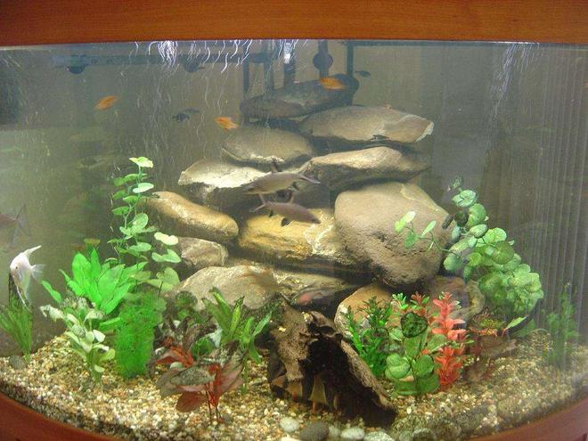 90 gallons freshwater fish tank (mostly fish and non-living decorations) - Corner tank.