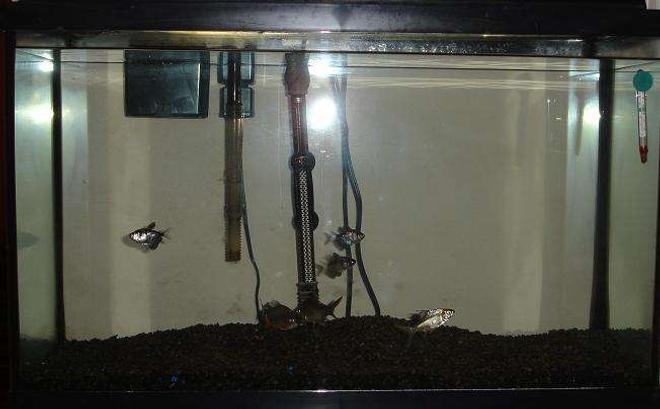 29 gallons freshwater fish tank (mostly fish and non-living decorations) - Here she is.  My pride and joy.