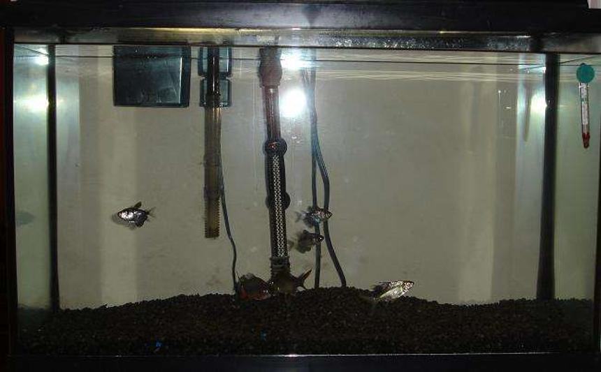Rated #591: 29 Gallons Freshwater Fish Tank - Here she is.  My pride and joy.