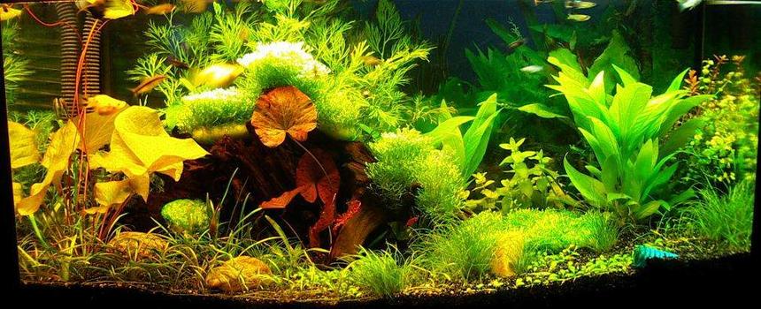 Rated #417: 16 Gallons Planted Tank - Update 2/1/07