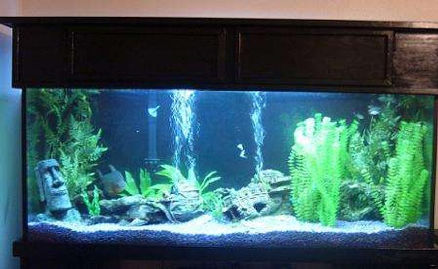 Rated #249: 125 Gallons Freshwater Fish Tank - 72" x 18" x 24" ; Coralife lighting system, Canister Filter plus 1 Emperor 400; 2 PowerHeads attached to undergravel Filtration System; 2 x 150W Heaters

Pacu, Bala Sharks, a very large Pleco, and some mollies for space fillers