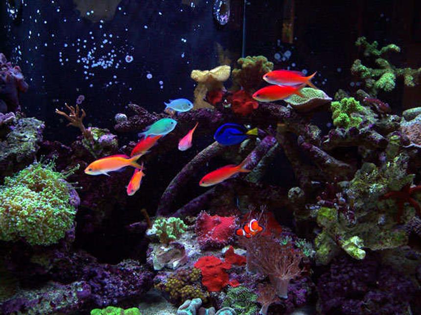 Rated #14: Saltwater Fish - Pseudanthias Dispar - Dispar Anthias Stocking In 150 Gallons Tank - School of Dispar Anthias