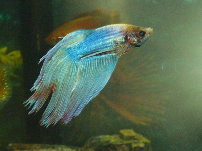 freshwater fish - betta splendens - betta - male stocking in 110 gallons tank - furious siemese