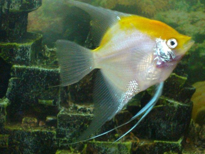 freshwater fish - pterophyllum sp. - white blushing angel stocking in 110 gallons tank - the big baby