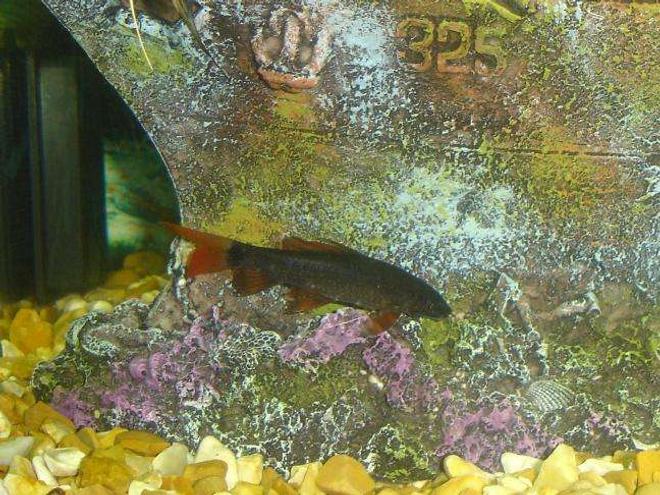 freshwater fish - epalzeorhynchos frenatus - rainbow shark stocking in 110 gallons tank - rainbow shark
