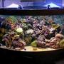 100 gallons reef tank (mostly live coral and fish) - reef tank