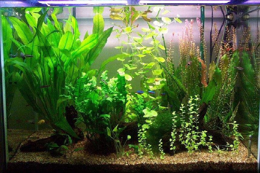 Rated #106: 65 Gallons Planted Tank - Taken in Jan 2006