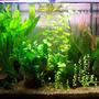 65 gallons planted tank (mostly live plants and fish) - Taken in Jan 2006