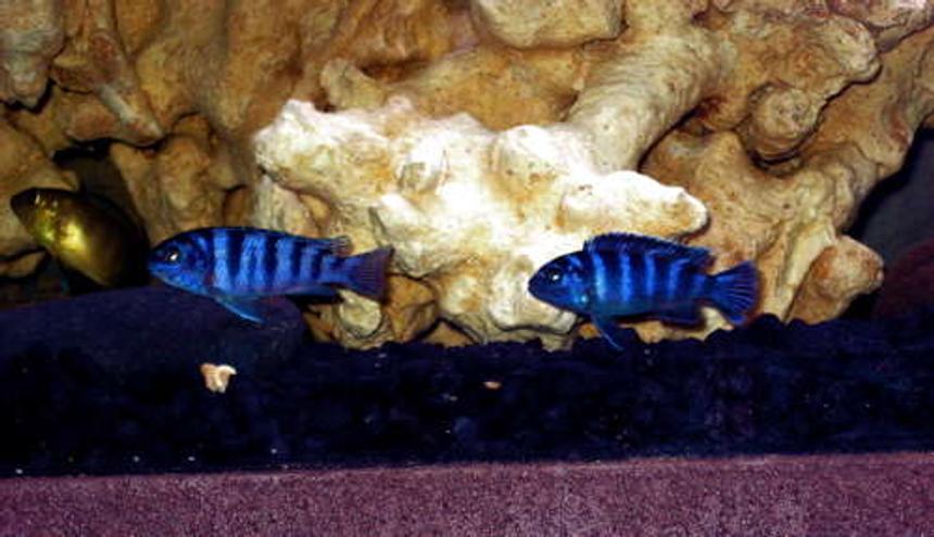 Rated #59: Freshwater Fish - Pseudotropheus Demasoni - Demasoni Cichlid Stocking In 32767 Gallons Tank - Deep Blue