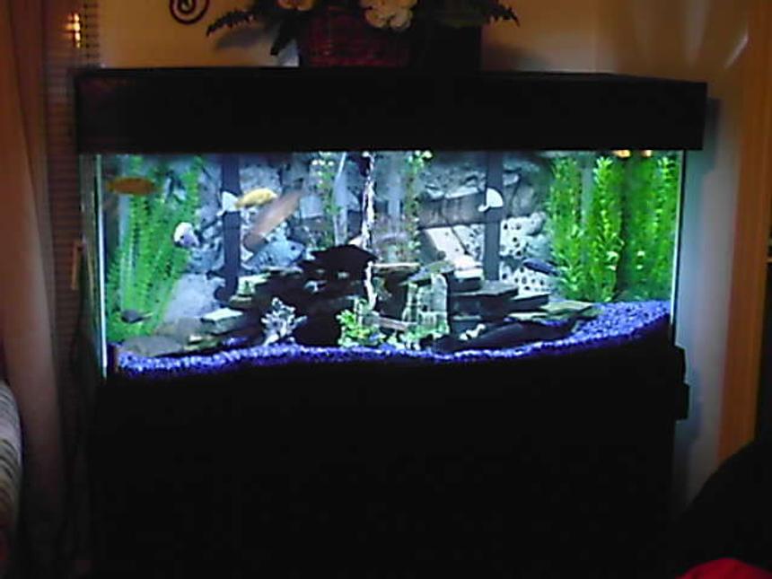 Rated #2316: 75 Gallons Freshwater Fish Tank - .