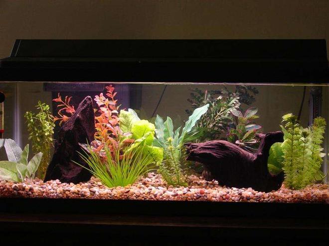 20 gallons freshwater fish tank (mostly fish and non-living decorations) - My first aquarium.