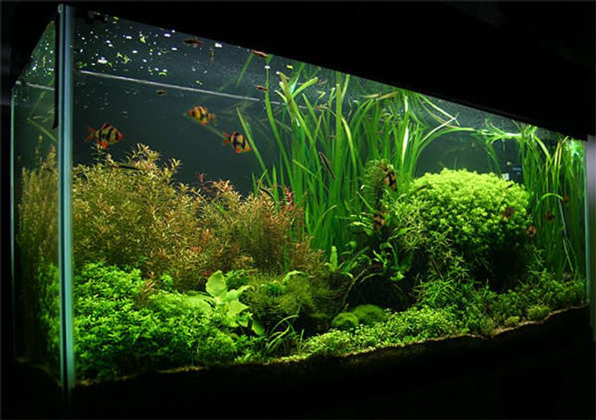 Rated #1: 55 Gallons Planted Tank - 55 gallon. Carbo Plus CO2. 220 watts 5500K power compact fluorescent lighting.
