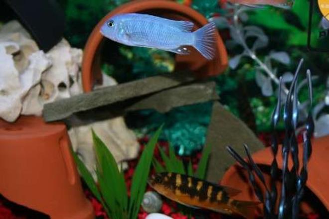 freshwater fish - maylandia callainos - blue cobalt cichlid stocking in 75 gallons tank - 1 Colbolt Blue African Cichlid
1 Bumblebee African Cichlid