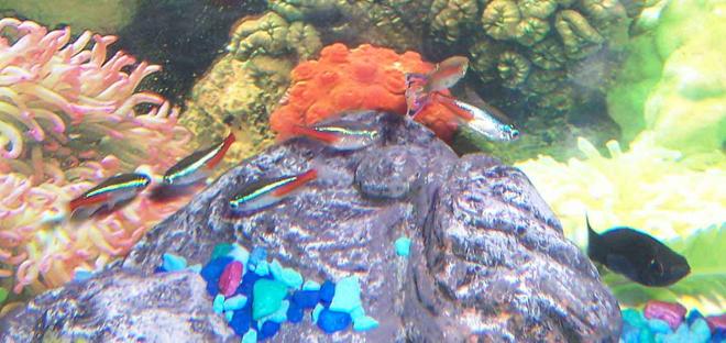 freshwater fish - paracheirodon innesi - neon tetra jumbo stocking in 55 gallons tank - neons and a black molly and a guppy lol