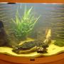 42 gallons freshwater fish tank (mostly fish and non-living decorations) - Tropical Tank