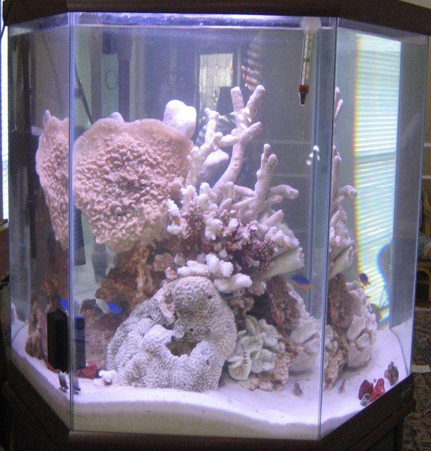 Rated #50: 44 Gallons Saltwater Fish Tank - 44hex