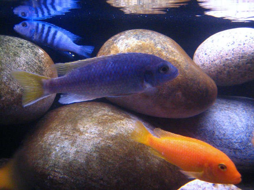 Rated #84: Freshwater Fish - Pseudotropheus Acei - Acei Cichlid Stocking In 40 Gallons Tank - Malawi Mbunas
Pseudotropheus Acei (F) 4" 
Pseudotropheus sp. "Kingsizei" (M) 3.5" Metriaclima Estherae (F) 4"