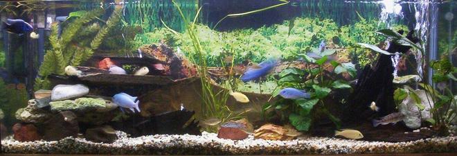planted tank (mostly live plants and fish) - 4ft cichlid tank. Electric yellows. Electric blues. Psuedotropeus Colainos. Lombardoi. Phytophagus. Synodontis Multipuncatis. Ancistrus dolichopterus. Barbs. PLANTS:  Val
Anubias bateri
Anubias hybrid