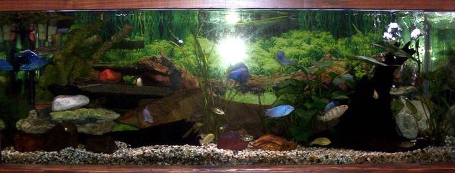 freshwater fish tank (mostly fish and non-living decorations) - Another pic of my 4ft tank.