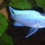 freshwater fish - maylandia callainos - blue cobalt cichlid - This is one of my Cobalt Blues