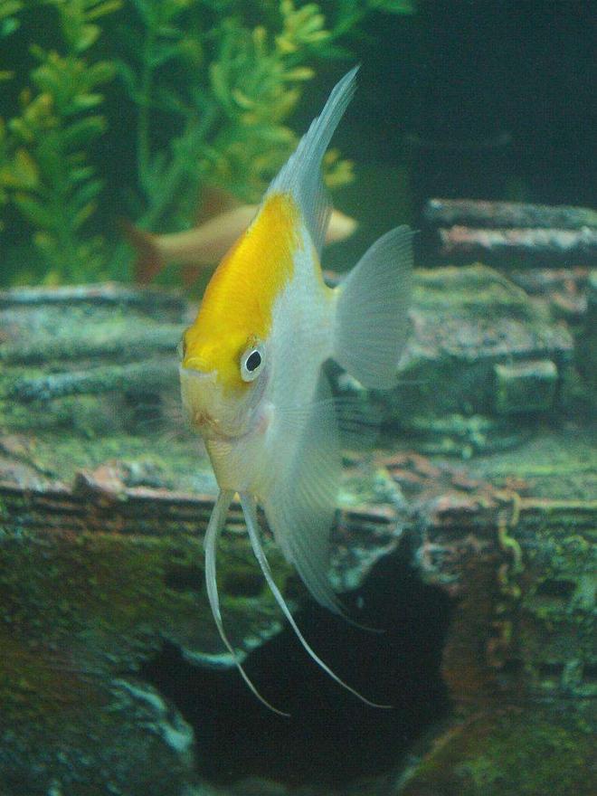 freshwater fish - pterophyllum sp. - white blushing angel stocking in 110 gallons tank - the big angel posin for the camera