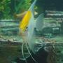 freshwater fish - pterophyllum sp. - white blushing angel stocking in 110 gallons tank - the big angel posin for the camera