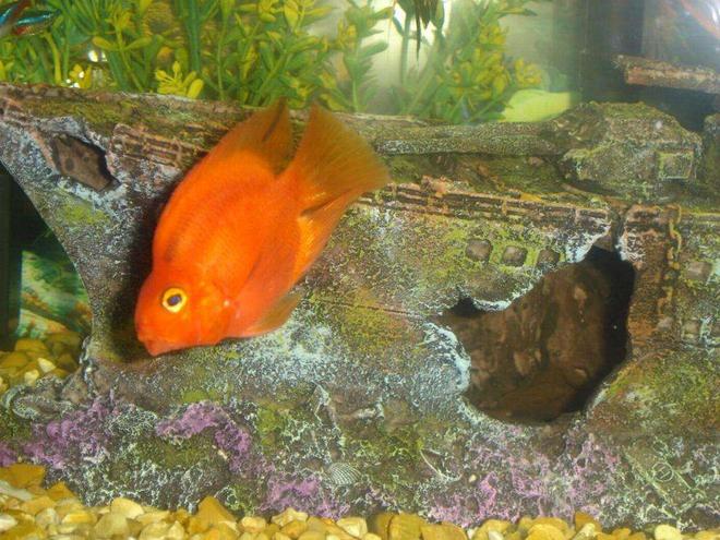 freshwater fish - heros severus x amphilophus citrinellum - blood parrot stocking in 110 gallons tank - my blood parrot cichlid