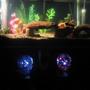 55 gallons freshwater fish tank (mostly fish and non-living decorations) - TANK SET UP NO. 02