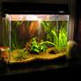 50 gallons planted tank (mostly live plants and fish) - 15 gallon tank