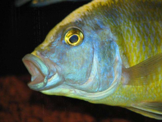 freshwater fish - nimbochromis venustus - venustus cichlid stocking in 50 gallons tank - Nimbochromis Venustus - Male
