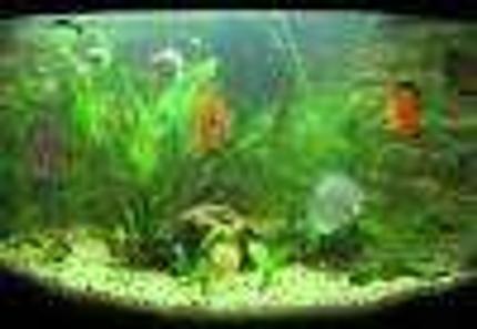 40 gallons planted tank (mostly live plants and fish)