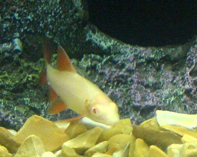 freshwater fish - epalzeorhynchos frenatus - albino rainbow shark stocking in 110 gallons tank - my albino shark