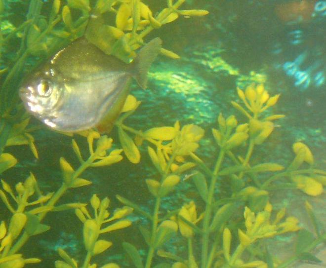 freshwater fish - metynnis argenteus - silver dollar stocking in 110 gallons tank - my silver dollar