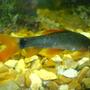 freshwater fish - epalzeorhynchos frenatus - rainbow shark stocking in 110 gallons tank - the rainbow shark
